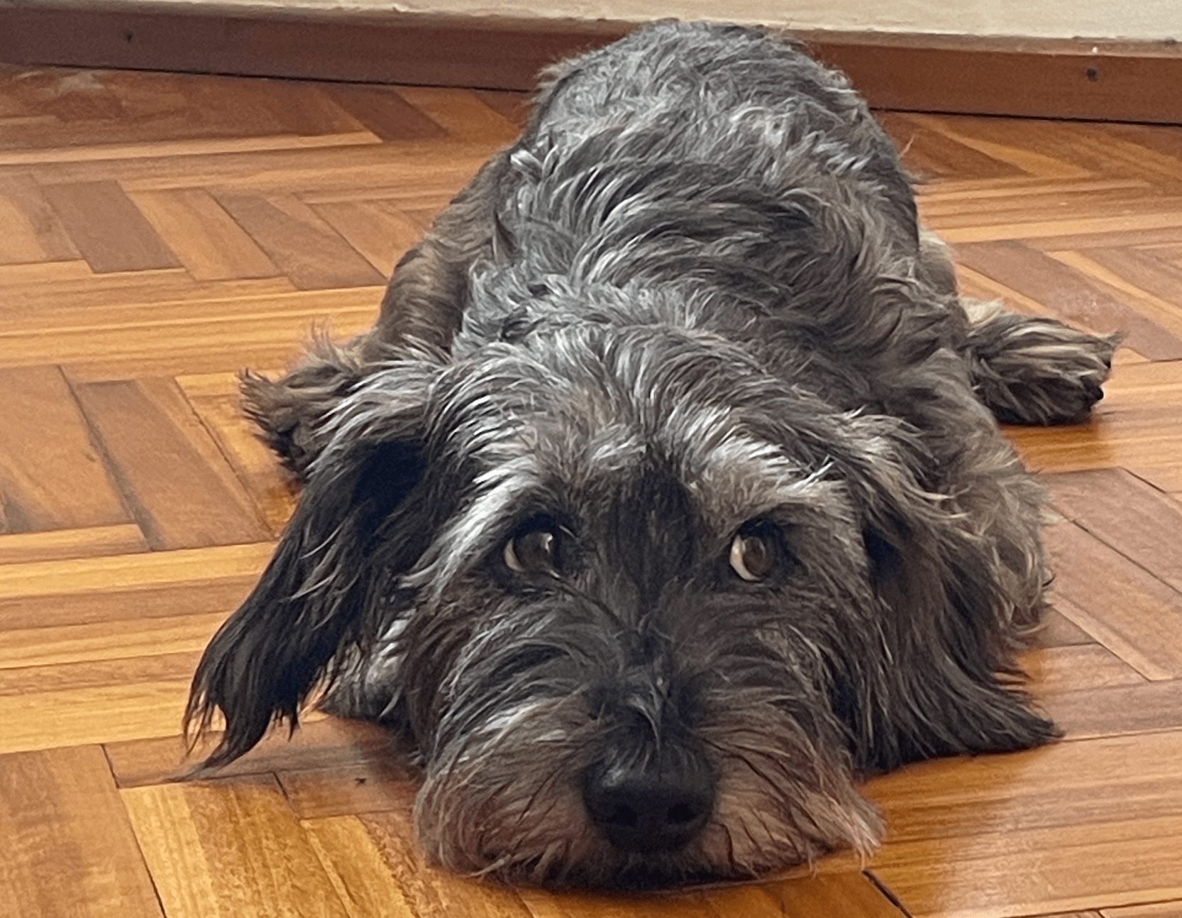 Understanding TypeScript's Pick and Omit with Raul the Dog